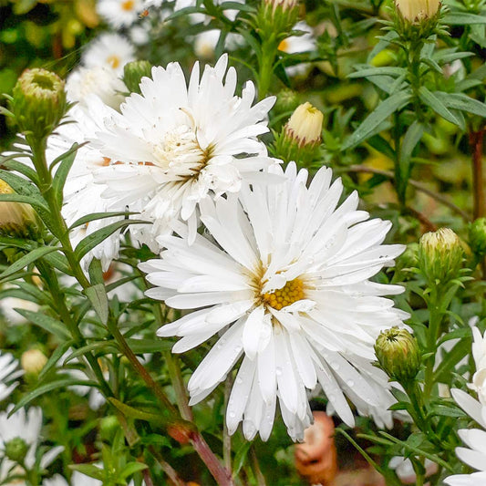 Symphyotrichum novi-belgii 'Snowsprite' (Aster)