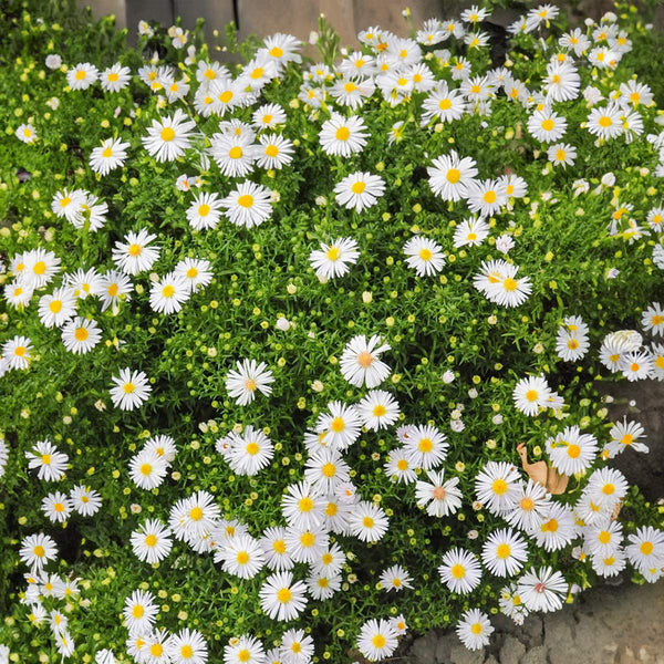 Symphyotrichum novi-belgii 'Snowsprite' (Aster) – Barnsdale Gardens