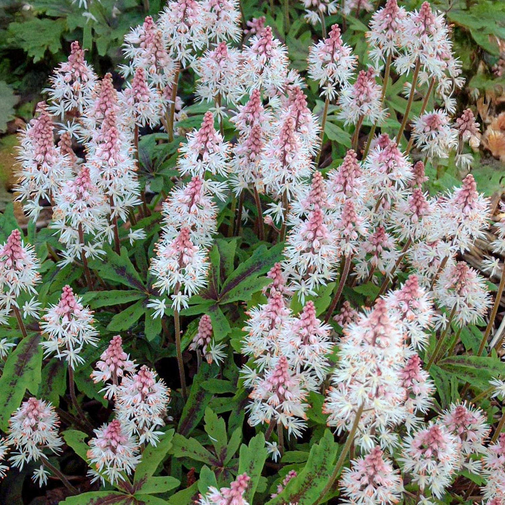 Tiarella 'Spring Symphony' – Barnsdale Gardens