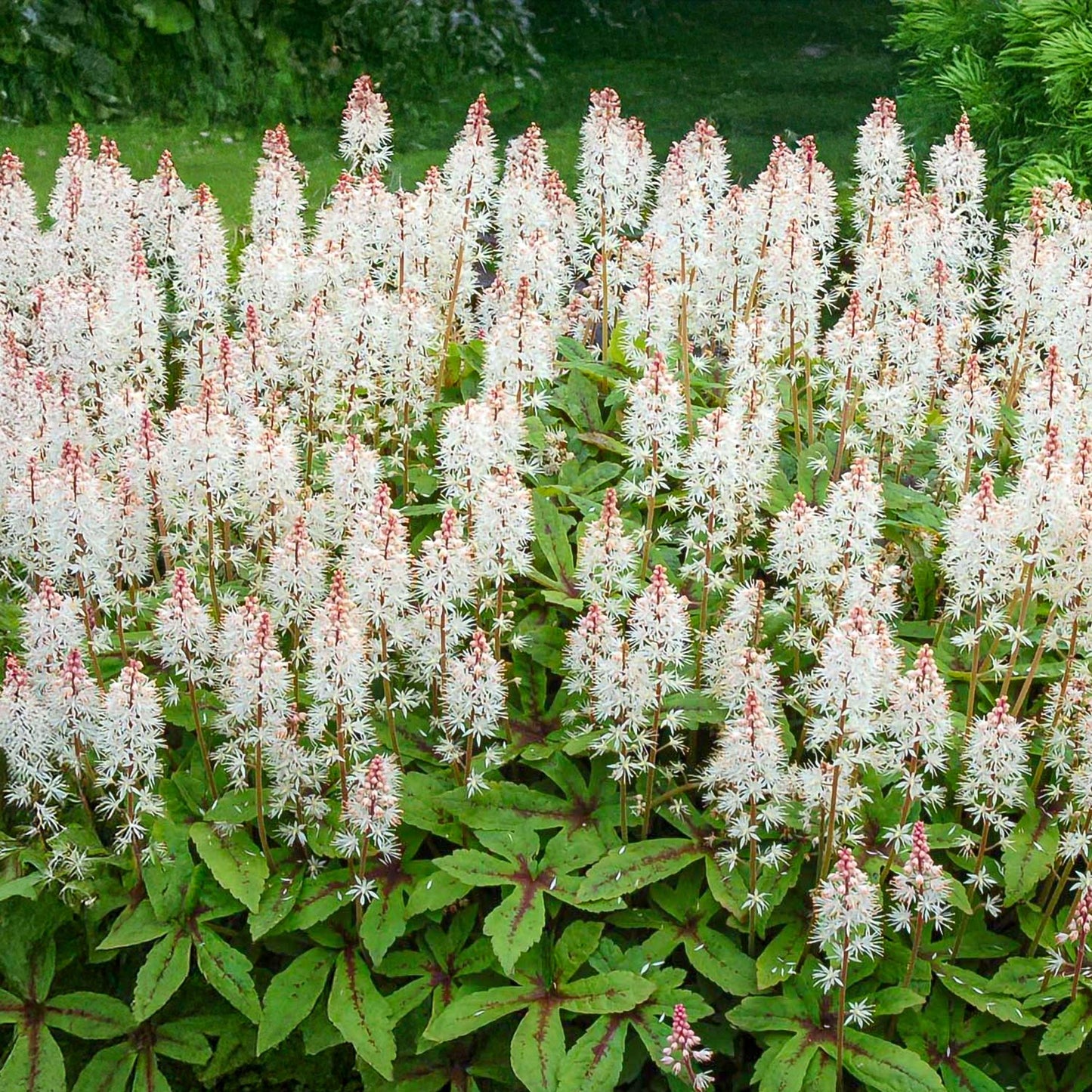 Tiarella 'Spring Symphony'