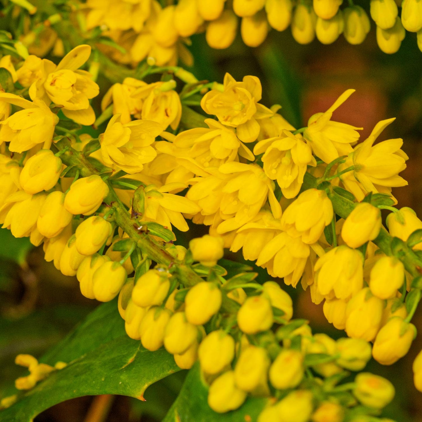 FREE TALK: Trees and Shrubs for a Winter Garden, with Nick Hamilton. 23rd January 2026