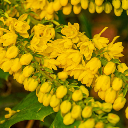 FREE TALK: Trees and Shrubs for a Winter Garden, with Nick Hamilton. 23rd January 2026