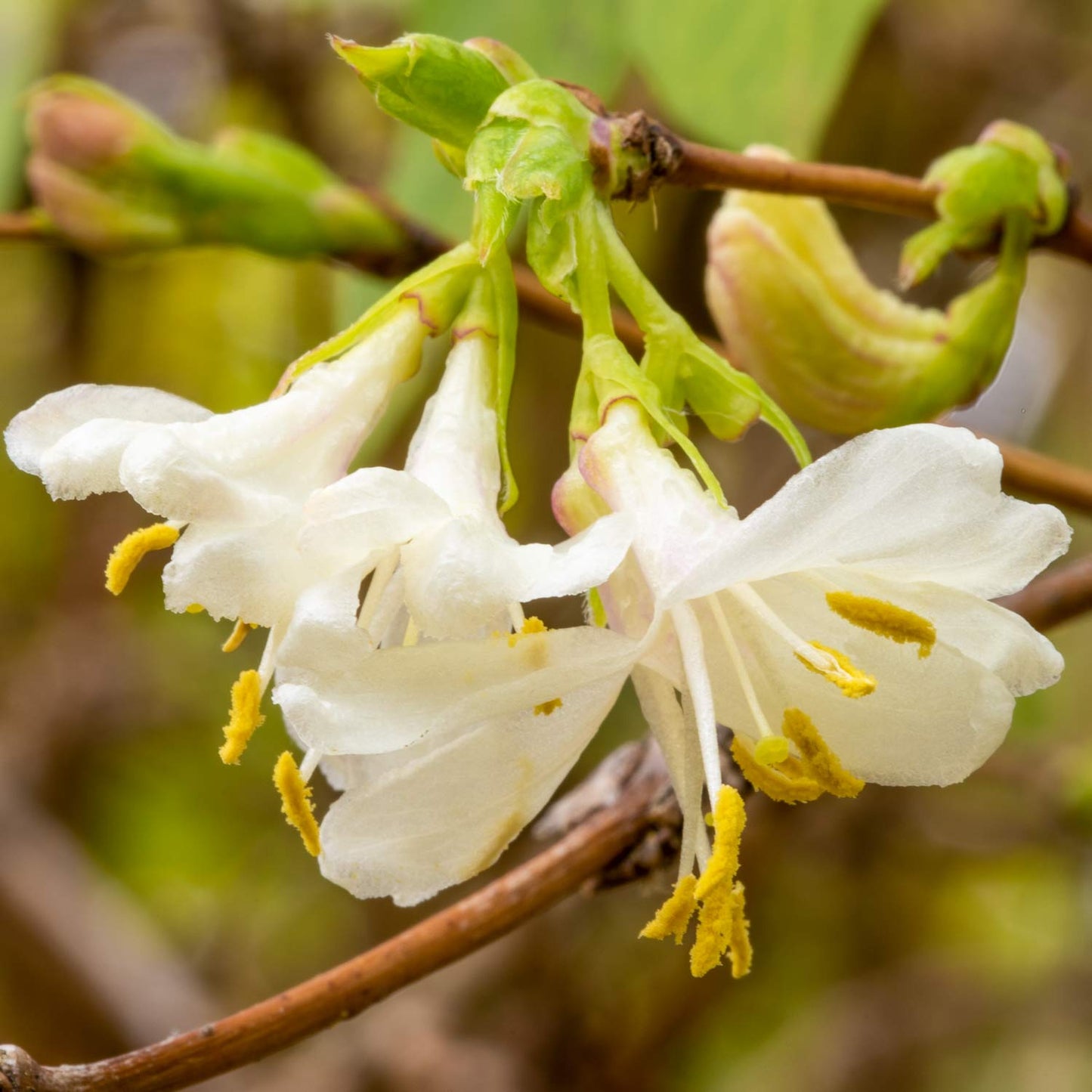 FREE TALK: Trees and Shrubs for a Winter Garden, with Nick Hamilton. 23rd January 2026