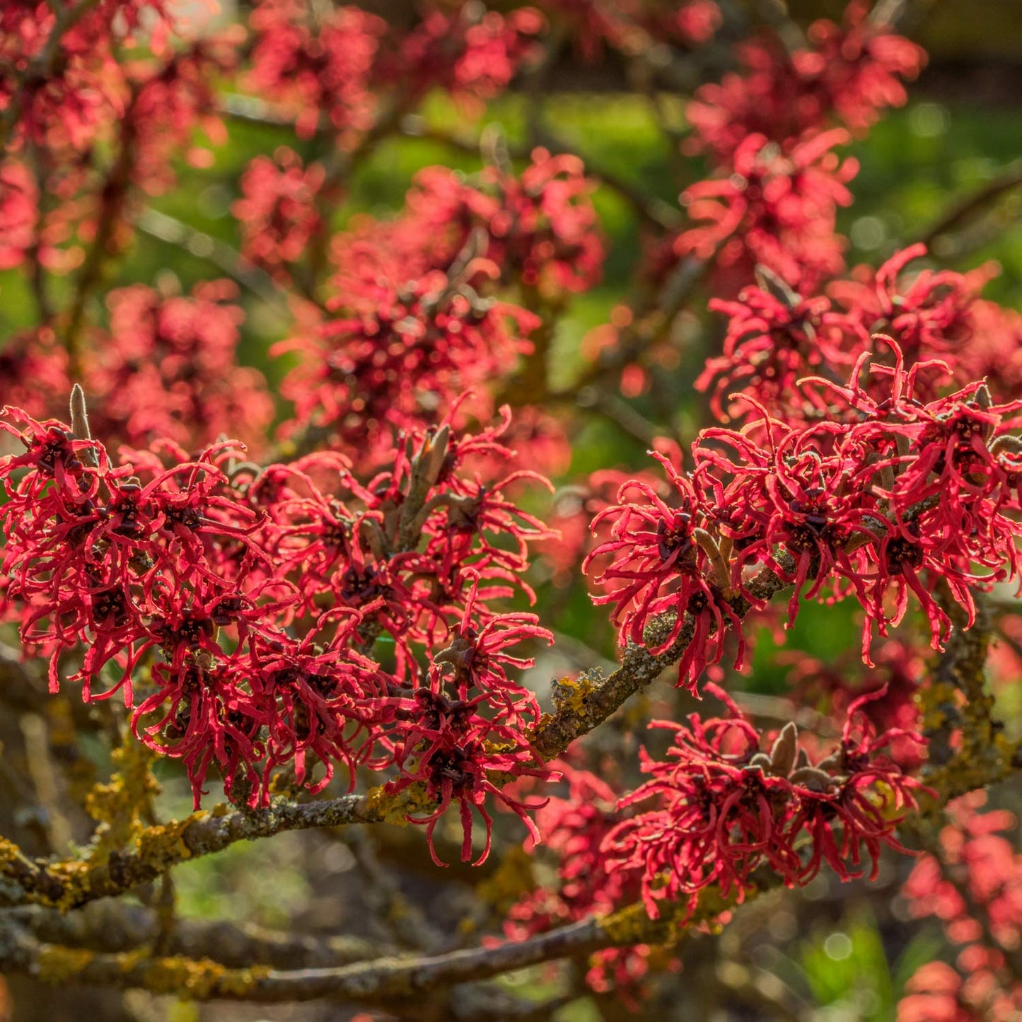 FREE TALK: Trees and Shrubs for a Winter Garden, with Nick Hamilton. 23rd January 2026