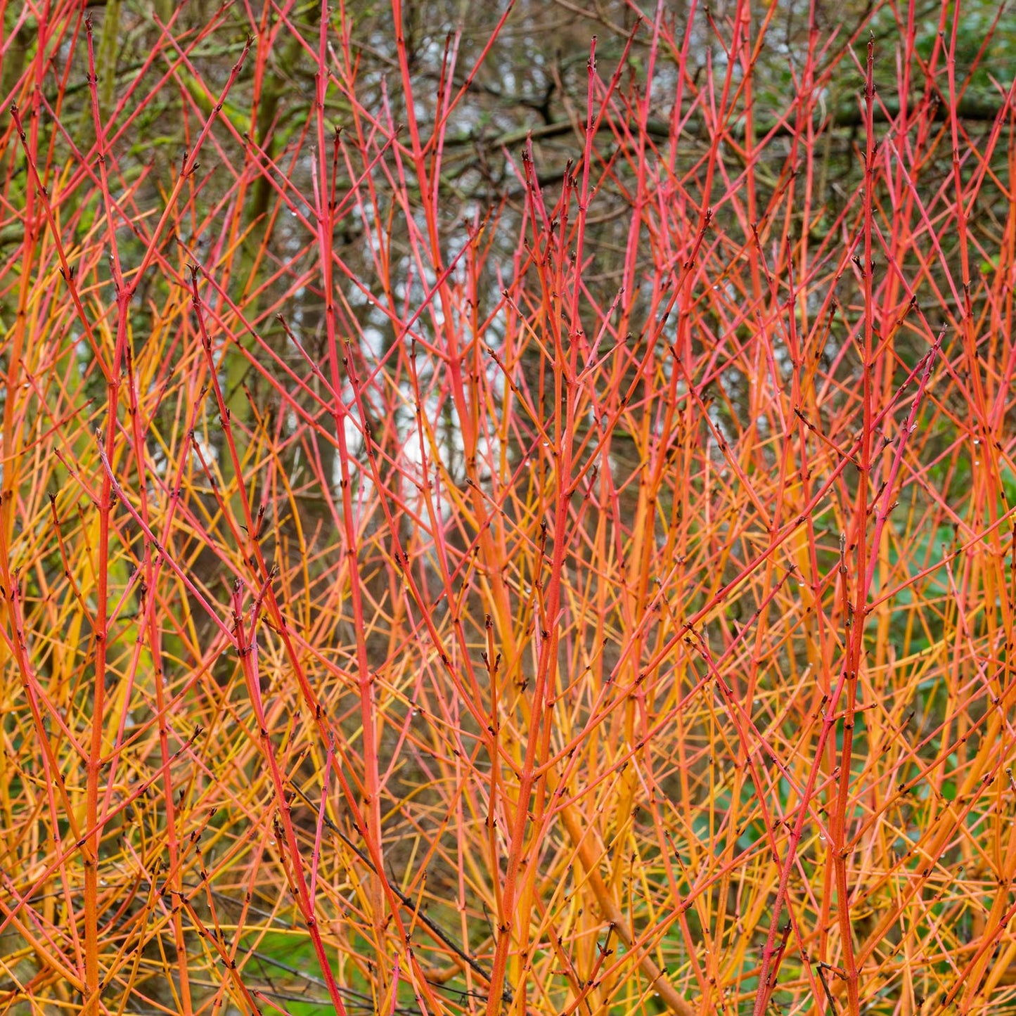 FREE TALK: Trees and Shrubs for a Winter Garden, with Nick Hamilton. 23rd January 2026