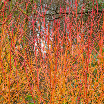 FREE TALK: Trees and Shrubs for a Winter Garden, with Nick Hamilton. 23rd January 2026