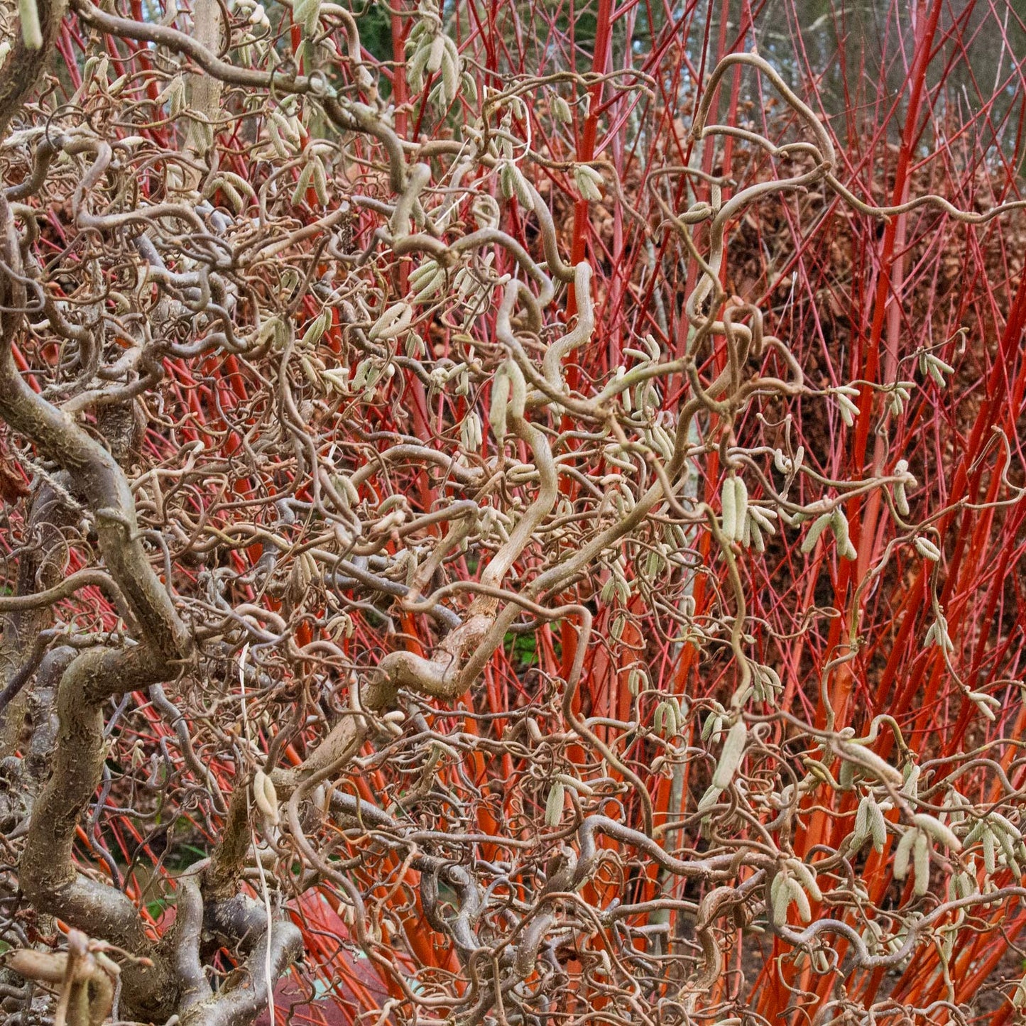 FREE TALK: Trees and Shrubs for a Winter Garden, with Nick Hamilton. 23rd January 2026
