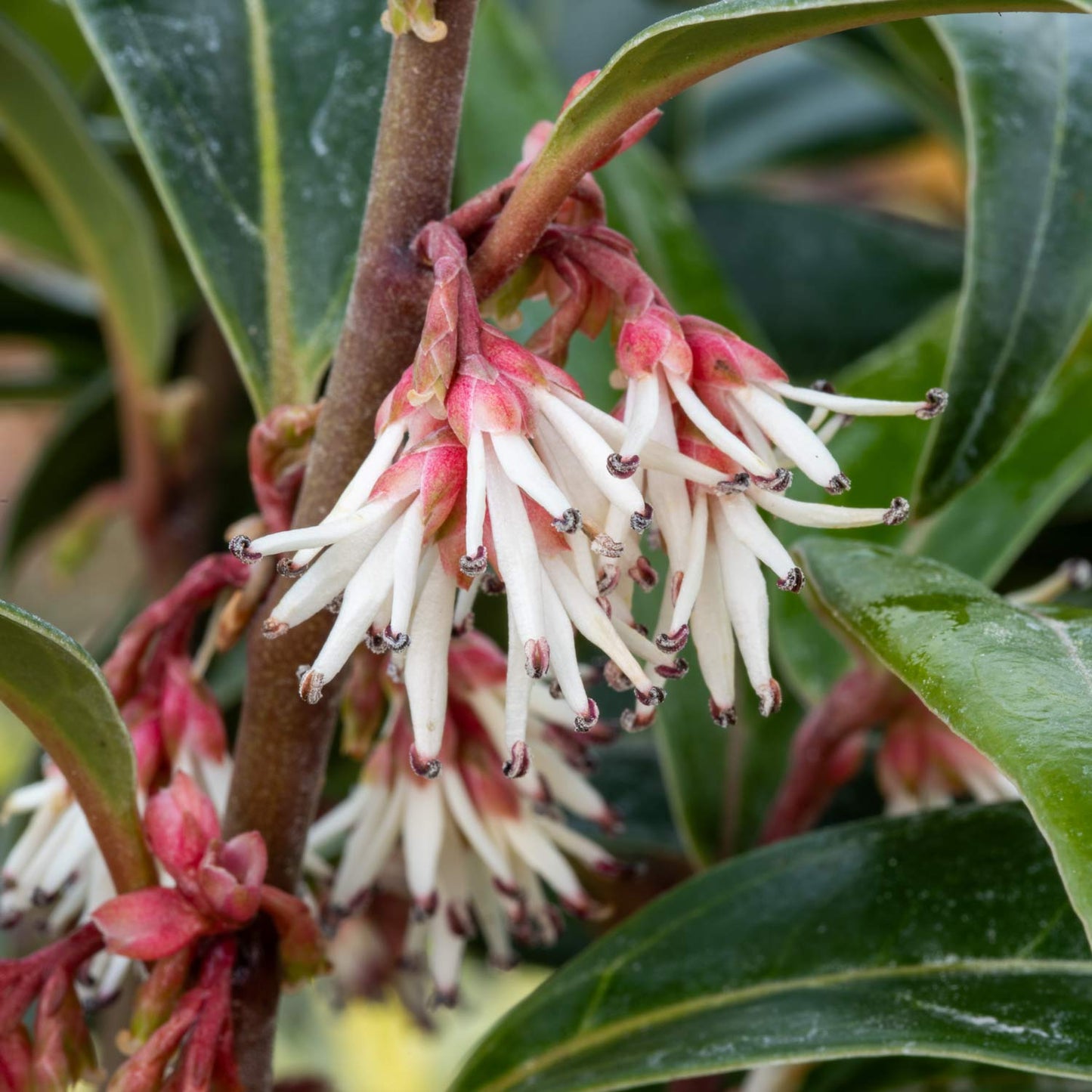 FREE TALK: Trees and Shrubs for a Winter Garden, with Nick Hamilton. 23rd January 2026