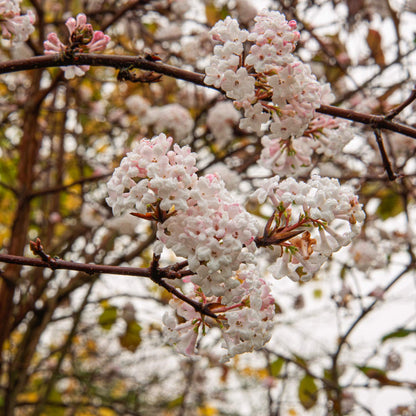 FREE TALK: Trees and Shrubs for a Winter Garden, with Nick Hamilton. 23rd January 2026
