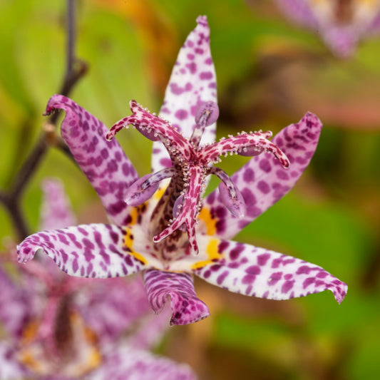 Tricyrtis formosana Stolonifera Group