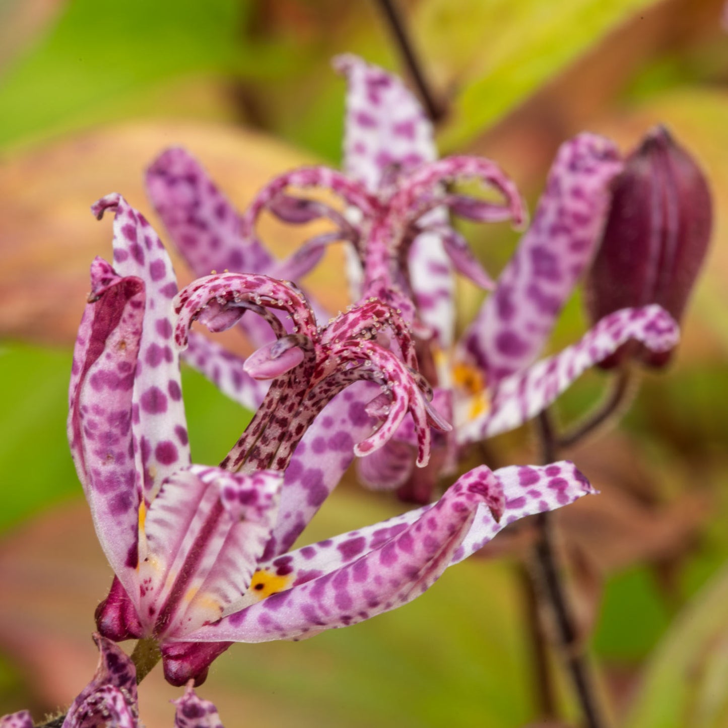 Tricyrtis formosana Stolonifera Group