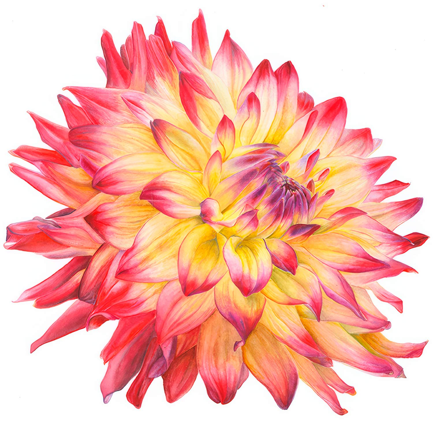 Introduction to Watercolour Painting with Dawn Wright: Four Week Course. Dahlia painted in watercolour.