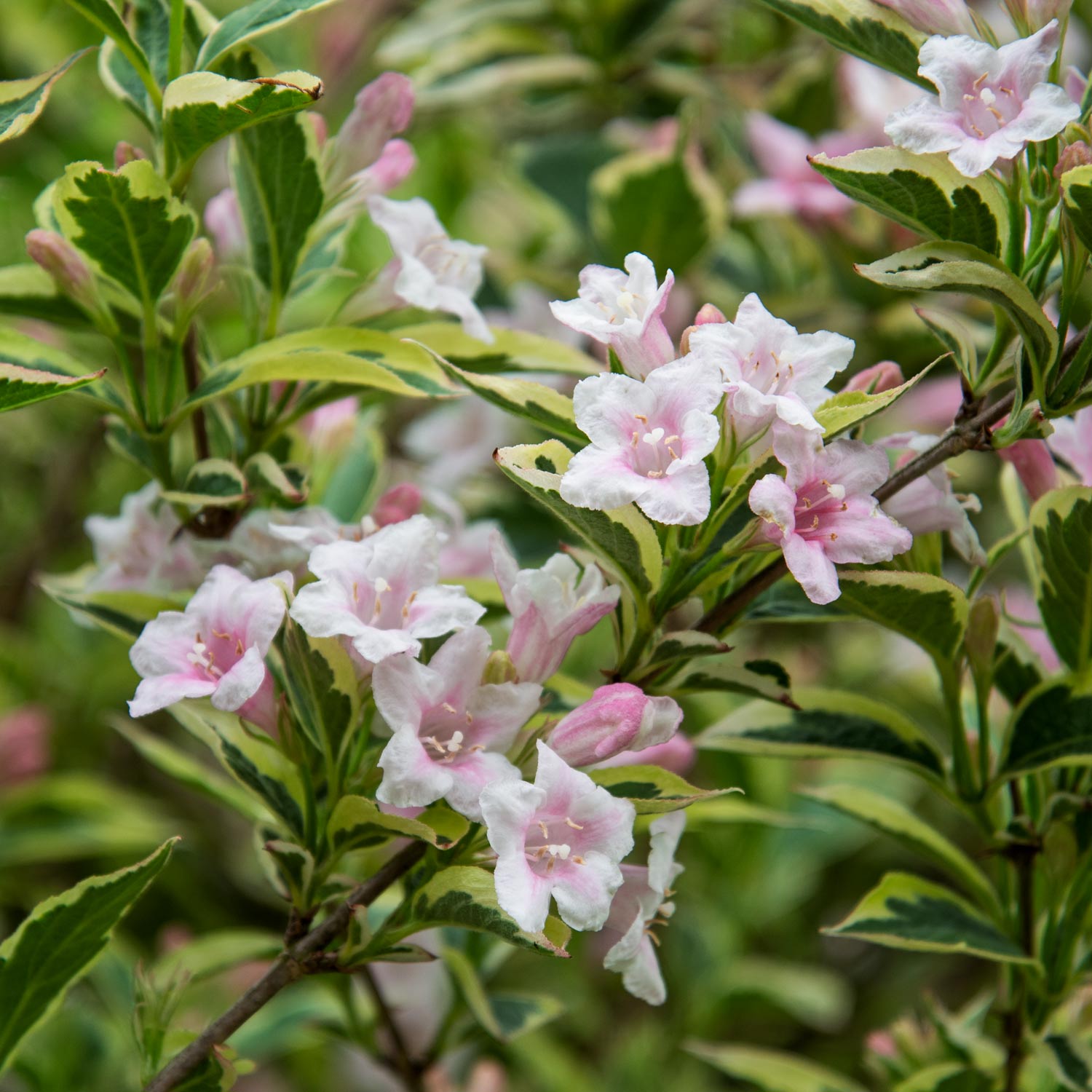 Weigela 'Florida Variegata'