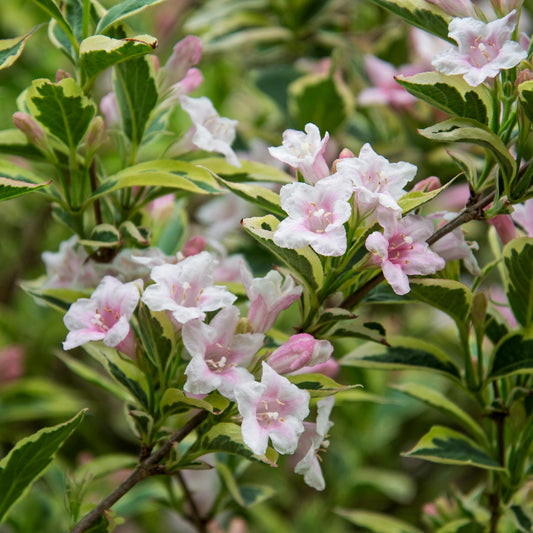 Weigela 'Florida Variegata'