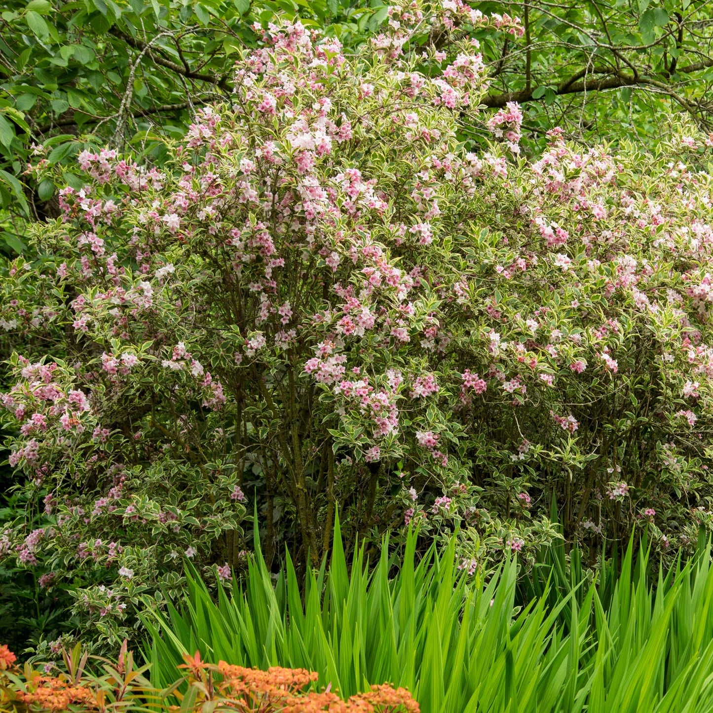 Weigela 'Florida Variegata' at Barnsdale Gardens