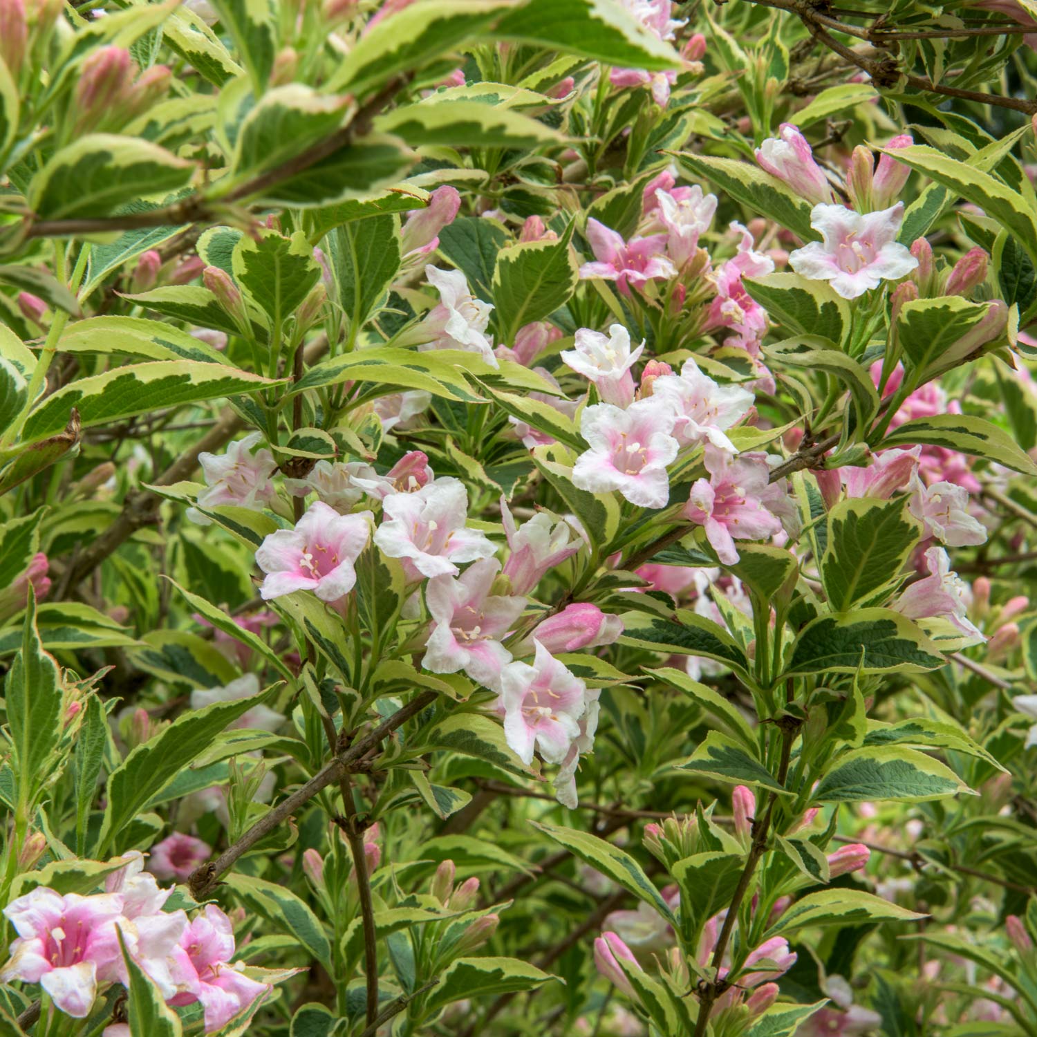 Weigela 'Florida Variegata'