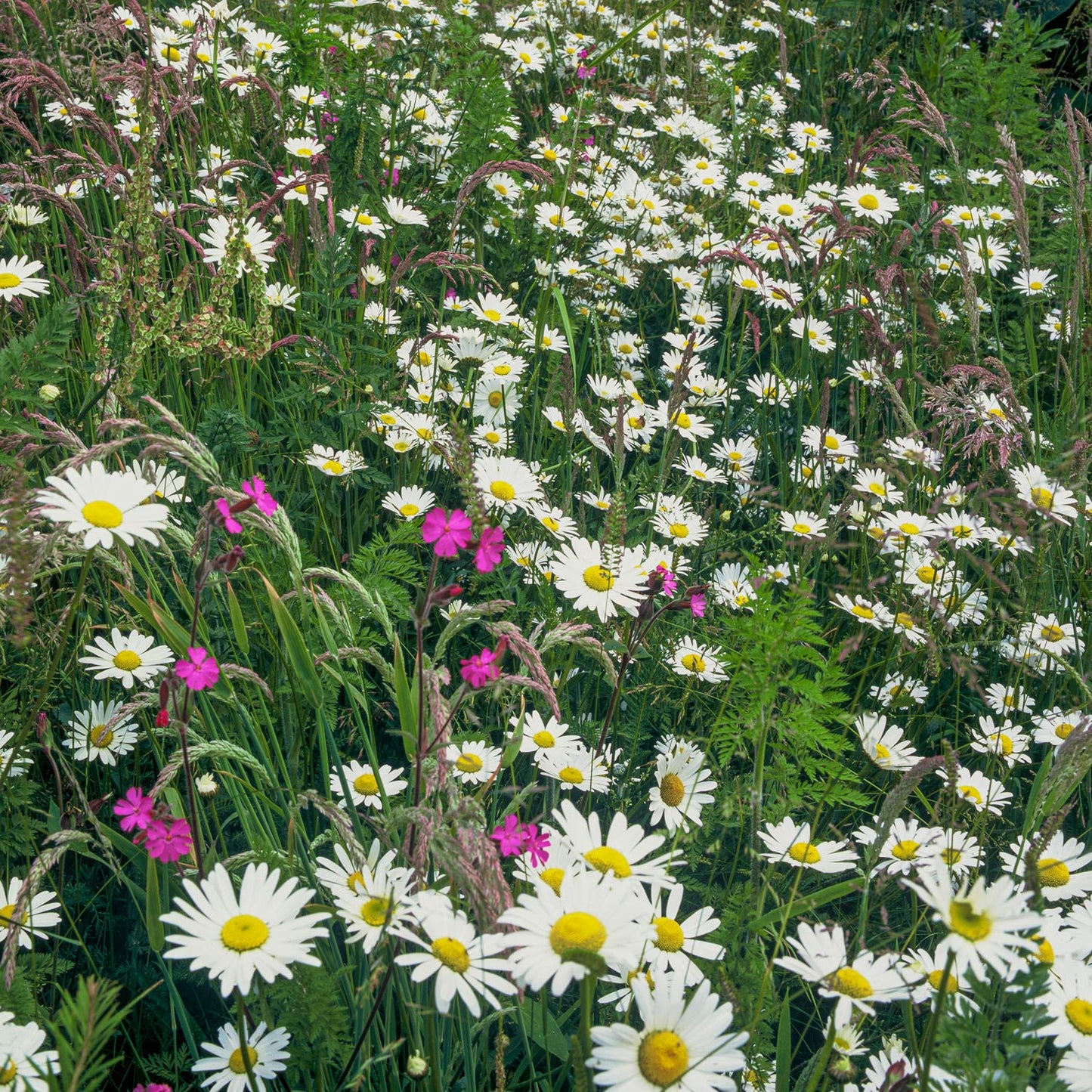 Wildflower border at Barnsdale Gardens