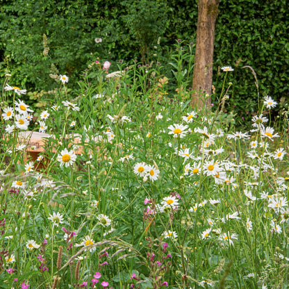 Wildflower border with daisies and other flowers in a garden setting at Barnsdale Gardens.