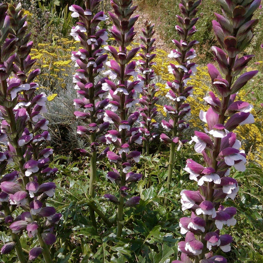 Acanthus mollis