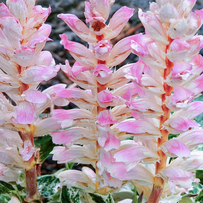 Acanthus mollis 'Tasmanian Angel'