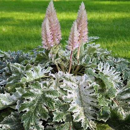 Acanthus mollis 'Tasmanian Angel'