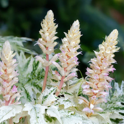 Acanthus mollis 'Tasmanian Angel'