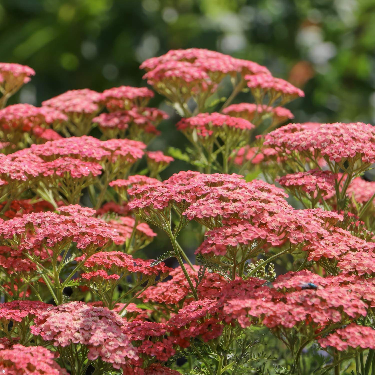 Achillea millefolium 'Apricot Delight'
