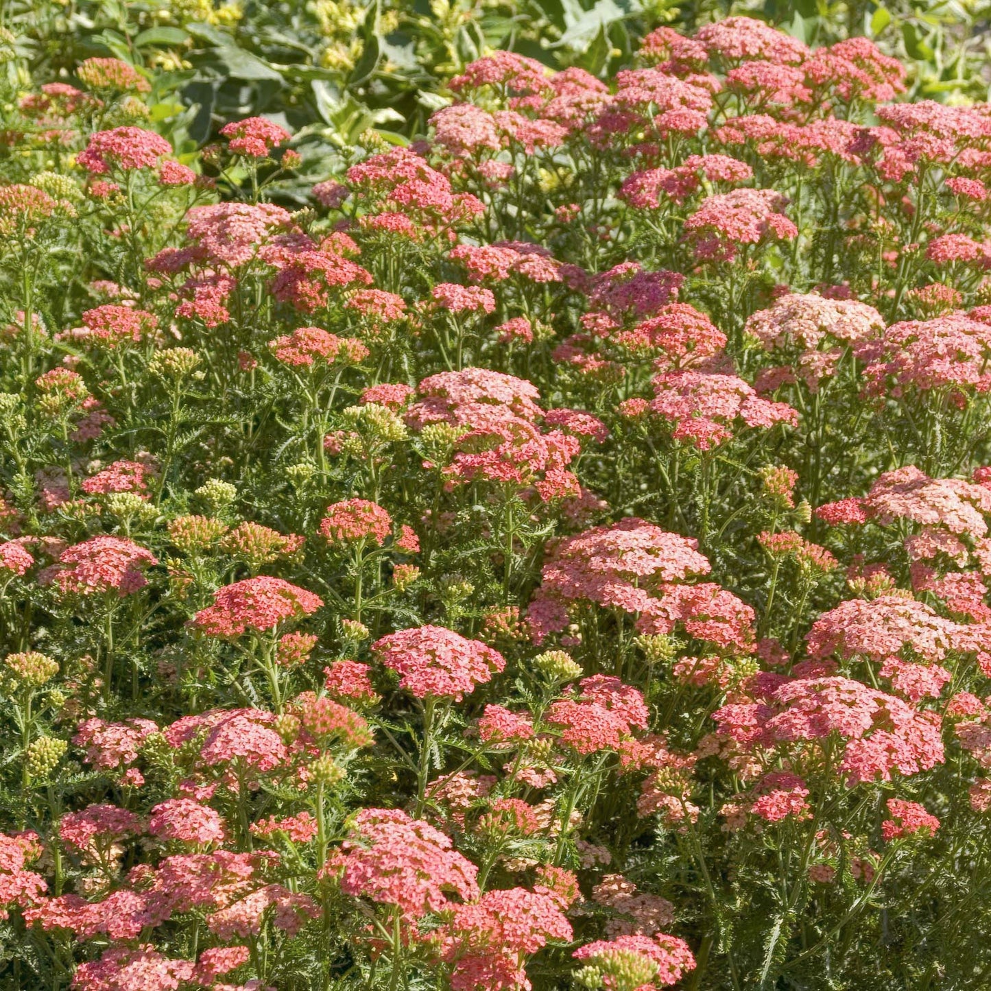 Achillea millefolium 'Apricot Delight'