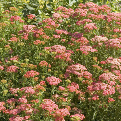 Achillea millefolium 'Apricot Delight'