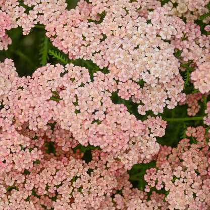 Achillea millefolium 'Apricot Delight'