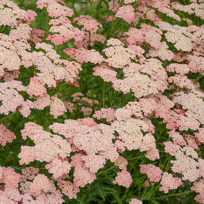 Achillea millefolium 'Apricot Delight'.Pale pink flowers with green leaves