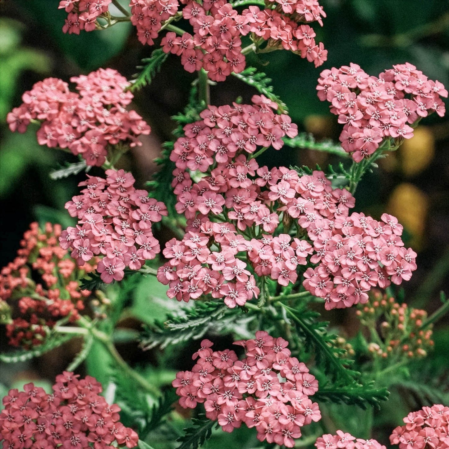 Achillea millefolium 'Apricot Delight'