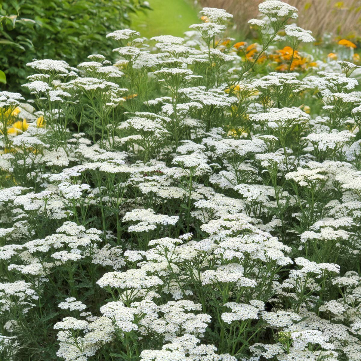 Achillea millefolium 'New Vintage White'