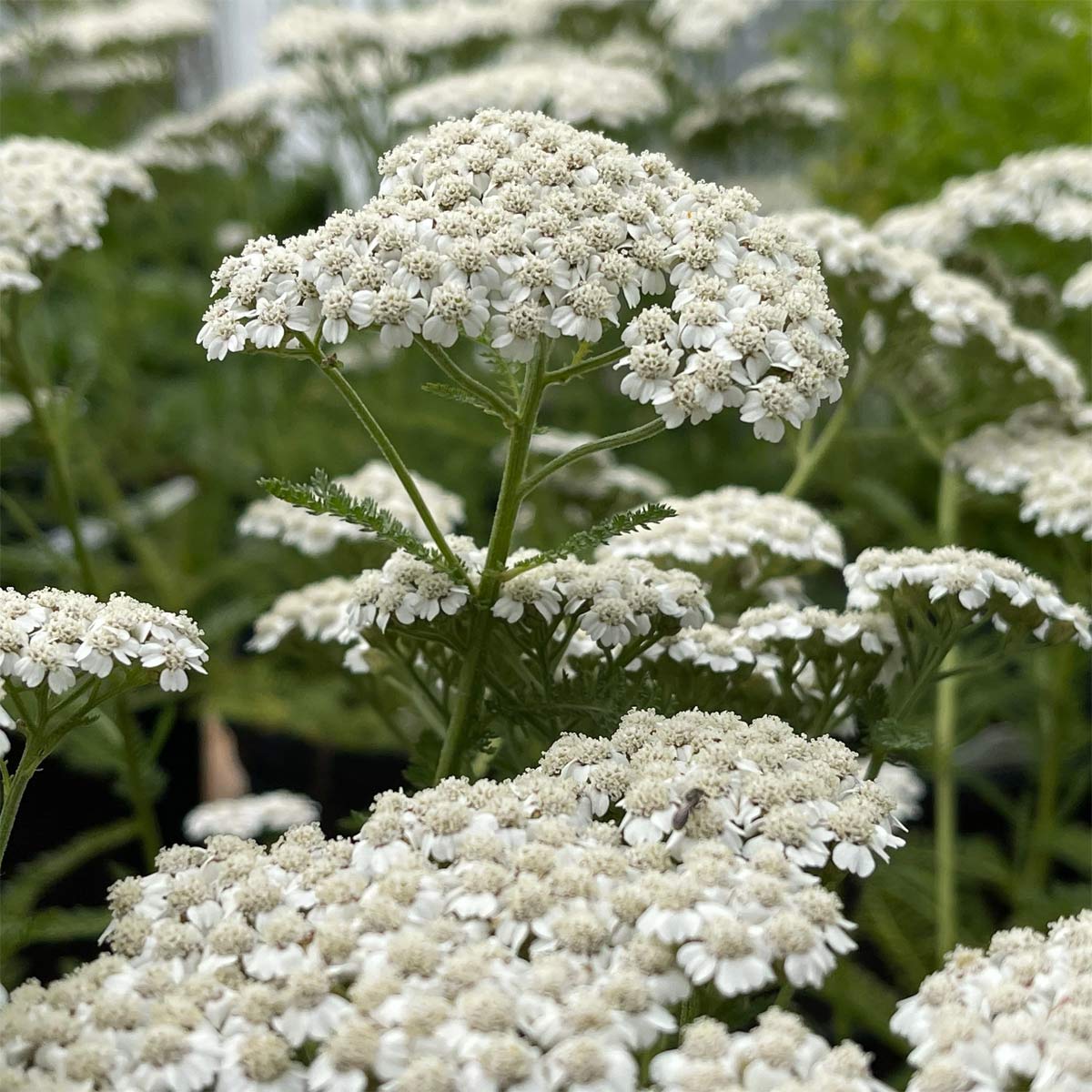 Achillea millefolium 'New Vintage White'