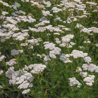 Achillea millefolium 'New Vintage White'