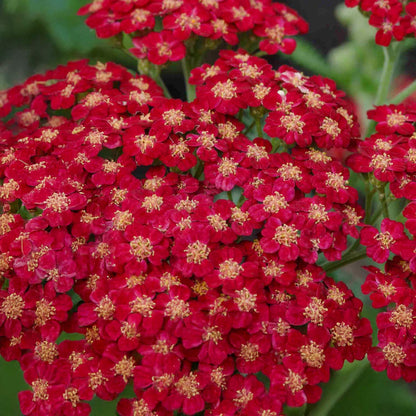 Achillea 'Summerwine'