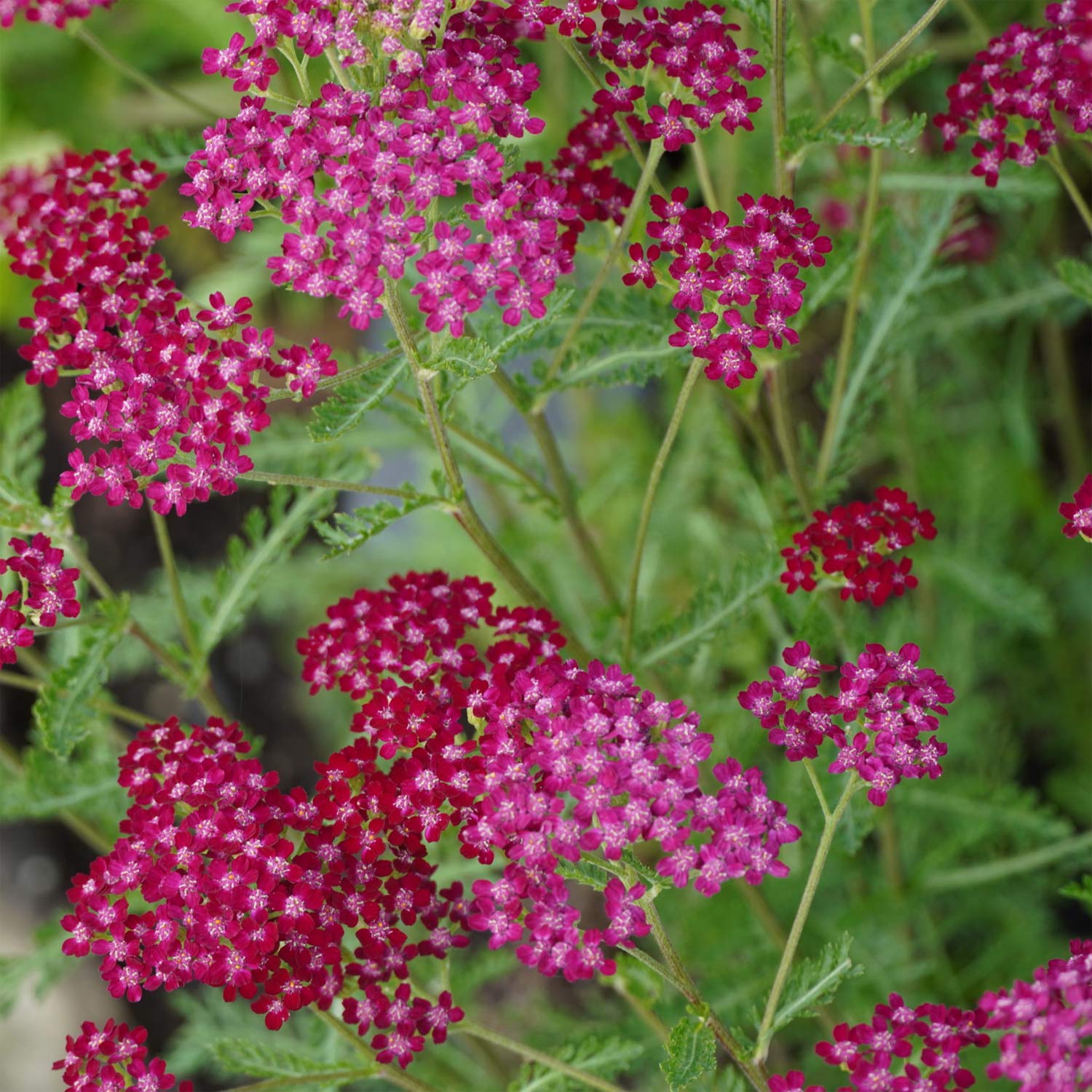 Achillea 'Summerwine'