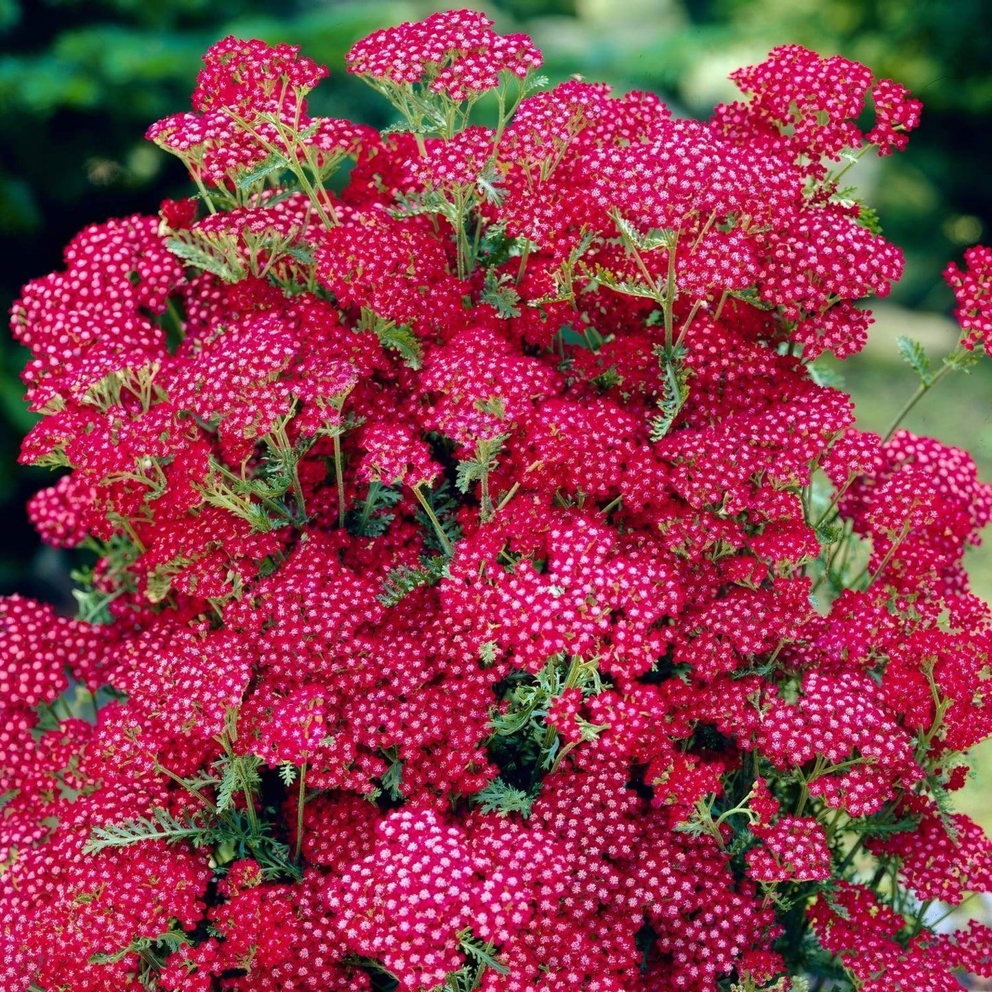 Achillea 'Summerwine'