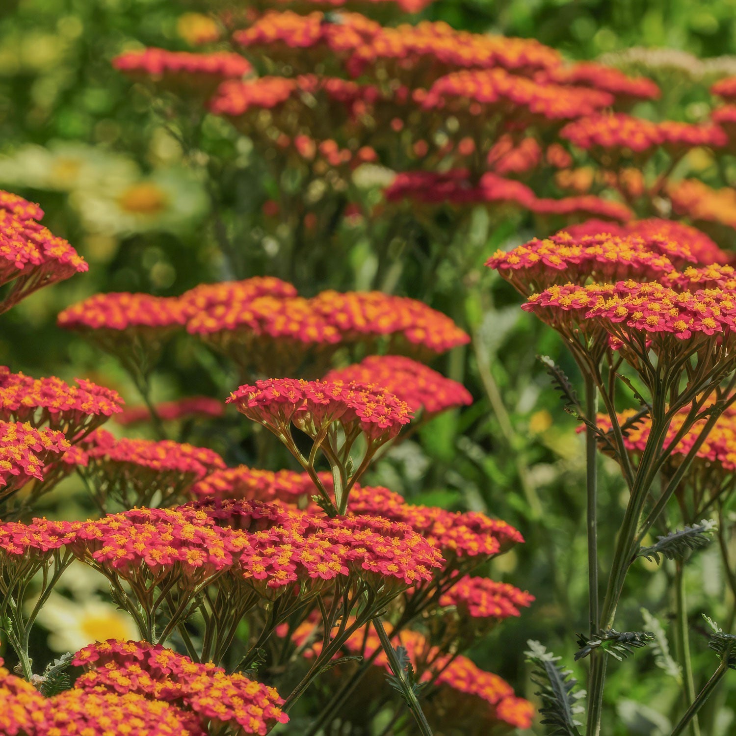 Achillea 'Walther Funcke'. Close-up of vibrant red and orange yarrow flowers with green stems and leaves in a garden setting. 