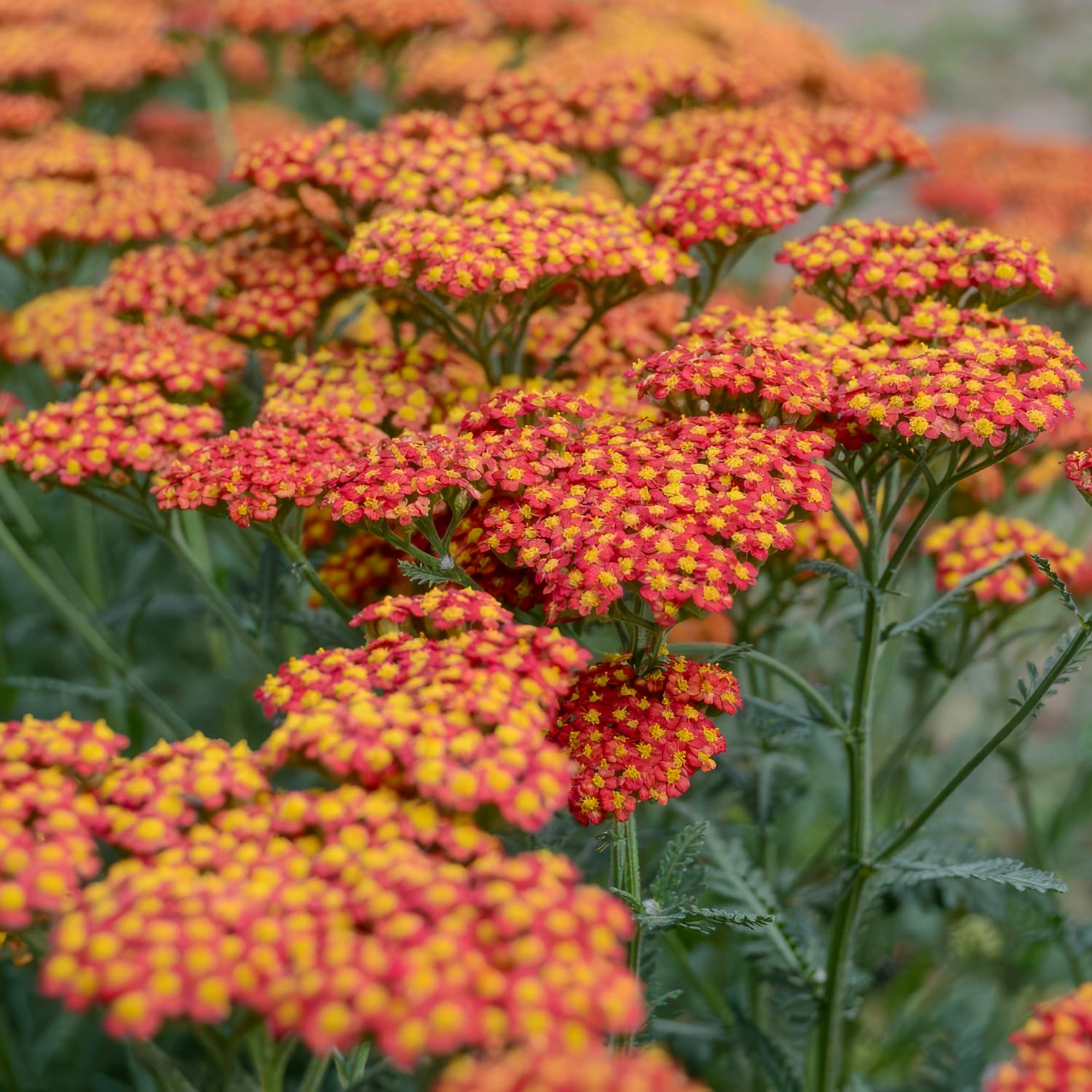 Achillea 'Walther Funcke'. Close-up of vibrant orange and yellow flat-leaf yarrow flowers with green stems in a garden setting.