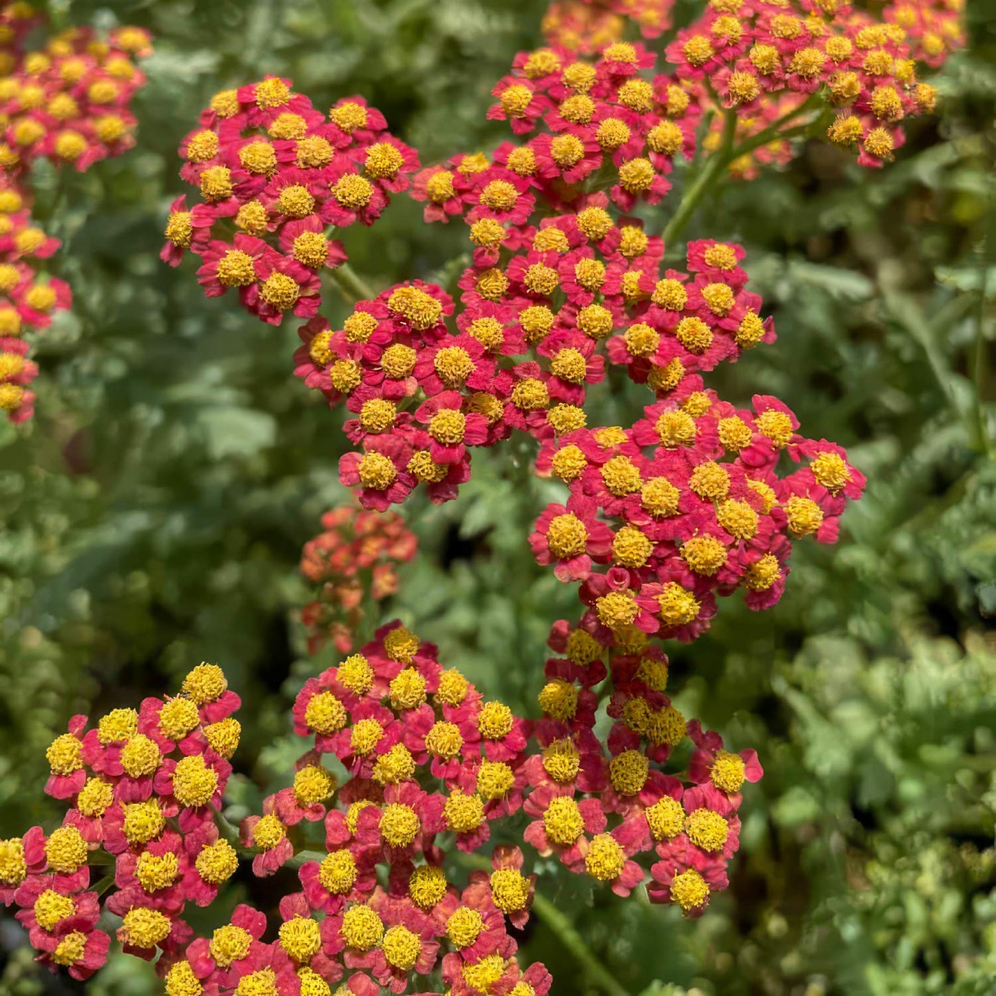 Achillea 'Walther Funcke'. Close-up of red and yellow flat flower clusters growing among green foliage.