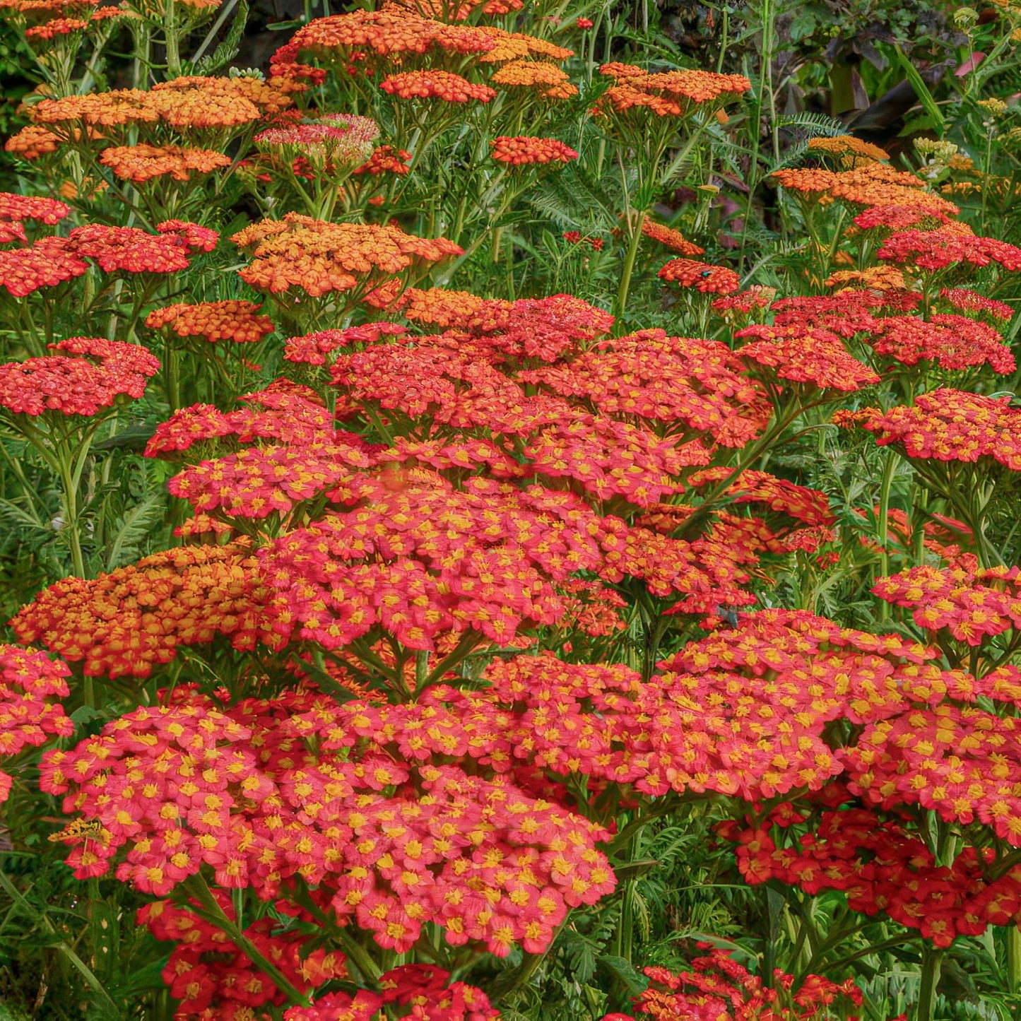 Achillea 'Walther Funcke'. A dense patch of vibrant red and orange yarrow flowers with green foliage.