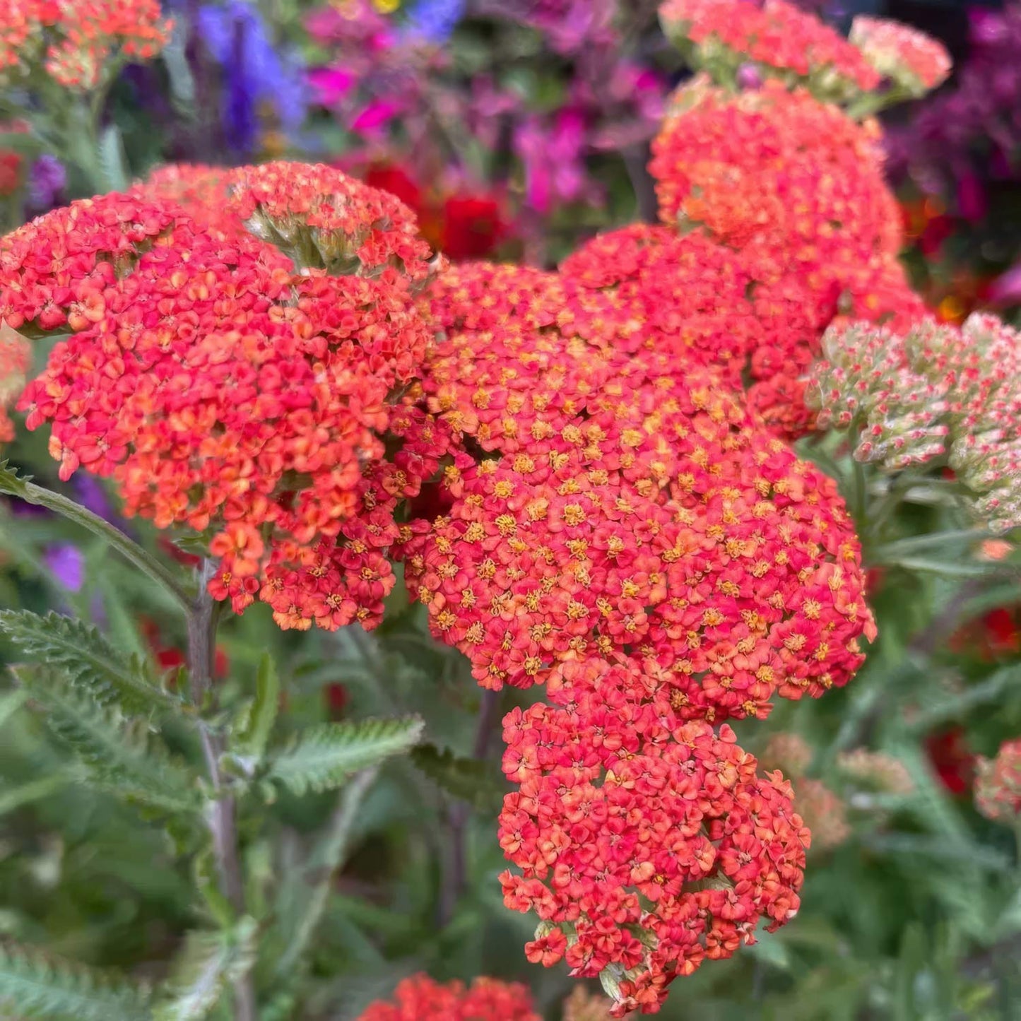 Achillea 'Walther Funcke'. Close-up of vibrant red and orange yarrow flower clusters with green foliage in a garden setting.