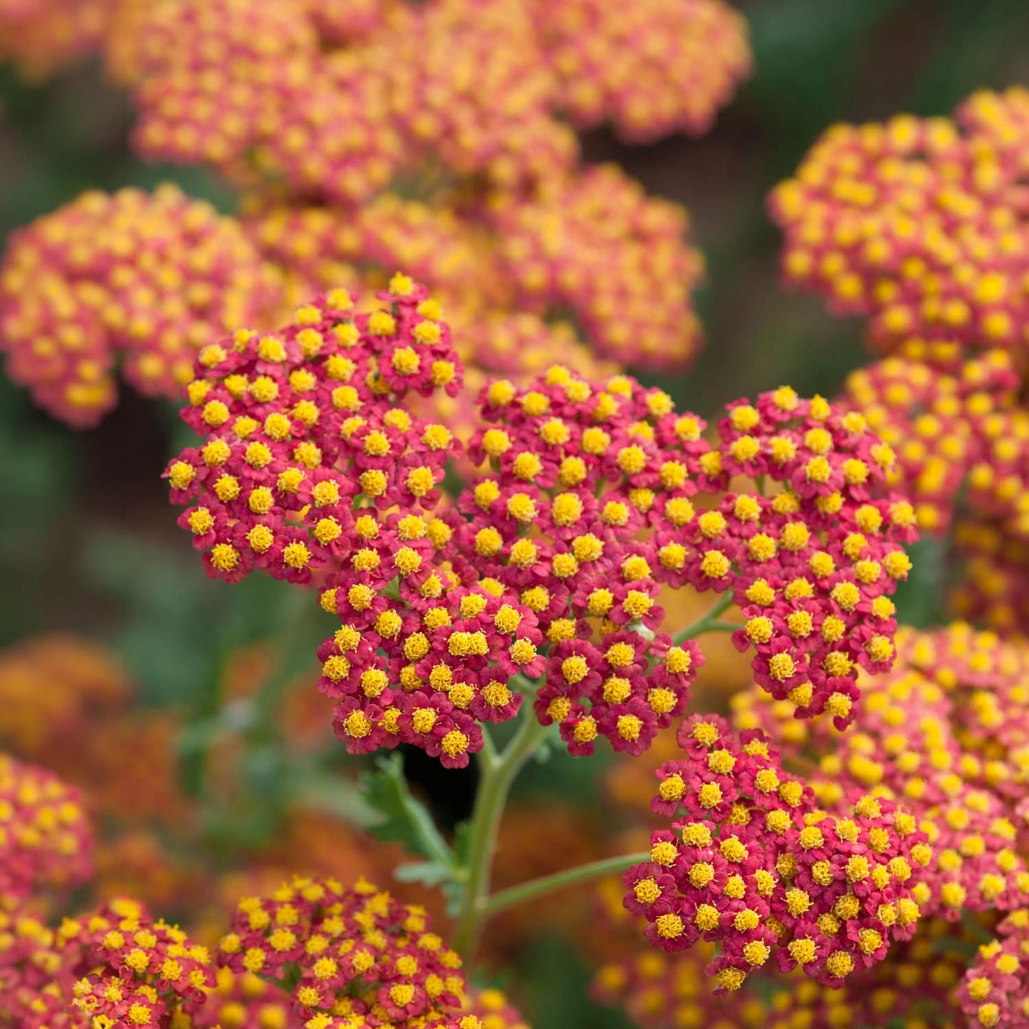 Achillea 'Walther Funcke'. Close-up of a flowering plant with clusters of small pinkish-red blossoms and bright yellow centers.