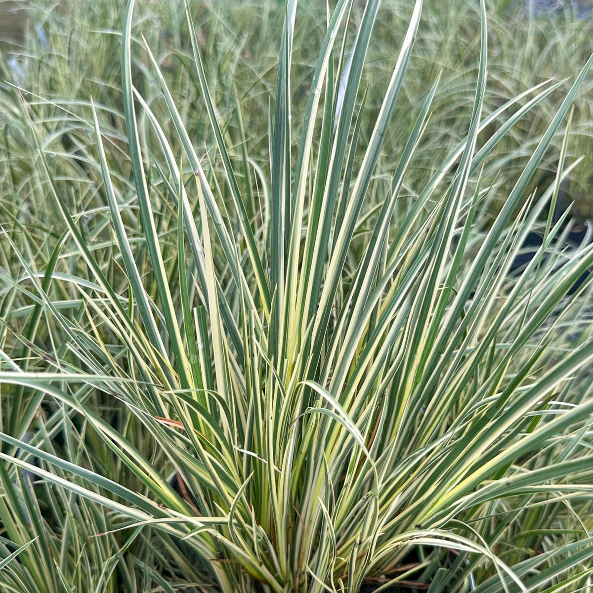 Acorus gramineus 'Variegatus'. Variegated ornamental grass with long, narrow sword-like leaves in green, cream, and yellow tones.