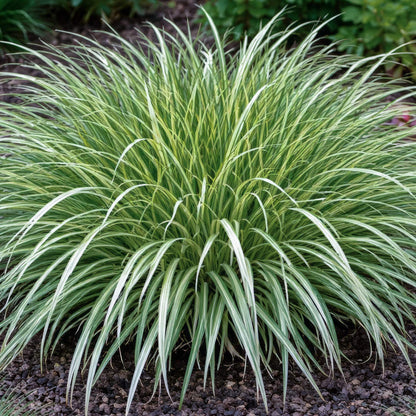 Acorus gramineus 'Variegatus'. A variegated ornamental grass plant with long, slender green and white striped leaves, growing in a rounded clump on dark mulch.