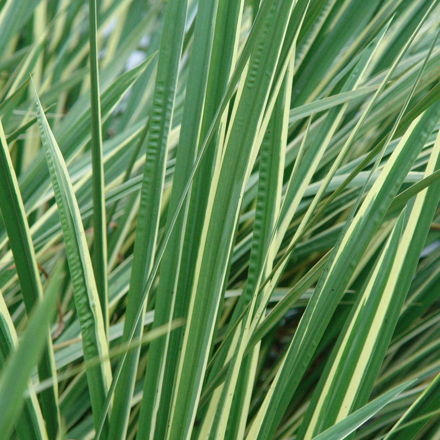 Acorus gramineus 'Variegatus'. Close-up of variegated ornamental grass leaves with alternating green and pale yellow stripes.