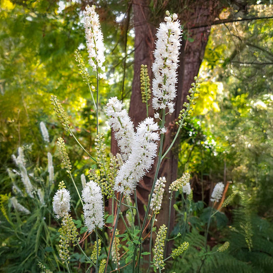 Actaea matsumurae 'White Pearl'