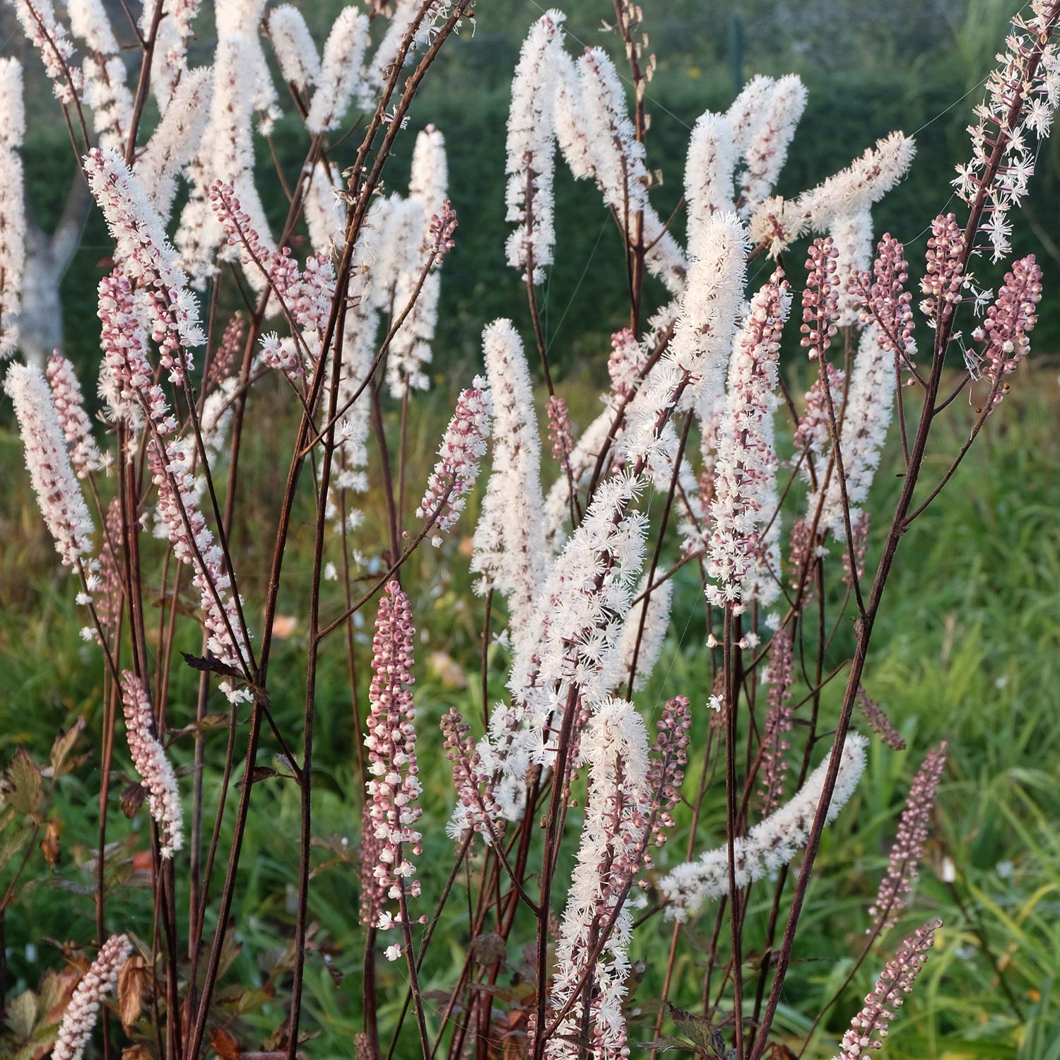 Actaea simplex 'Atropurpurea Group' | Bugbane | Barnsdale Gardens
