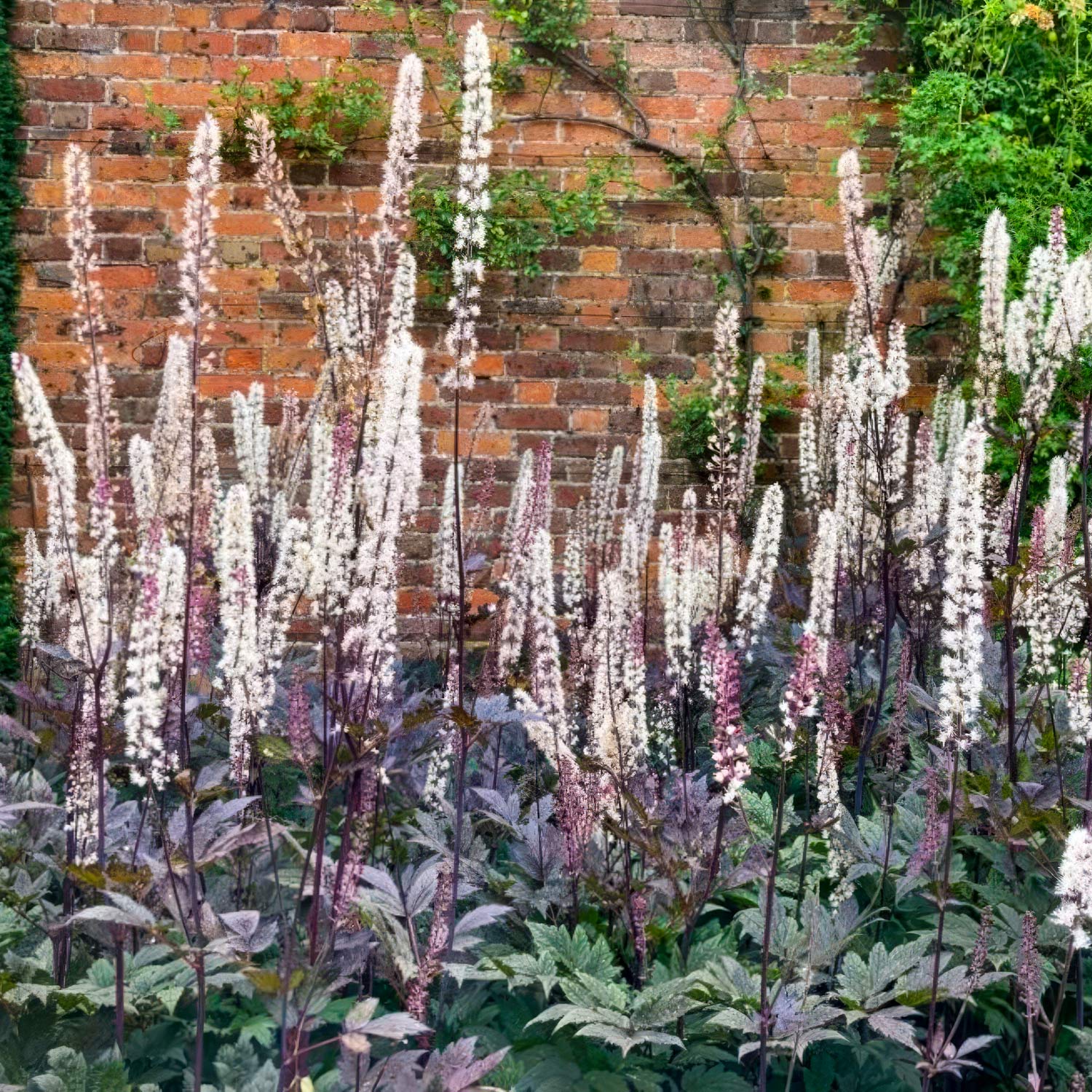 Actaea simplex 'Atropurpurea Group'